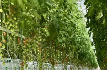 Uprawa pomidora w szklarni