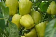 Uprawa papryki gruntowej