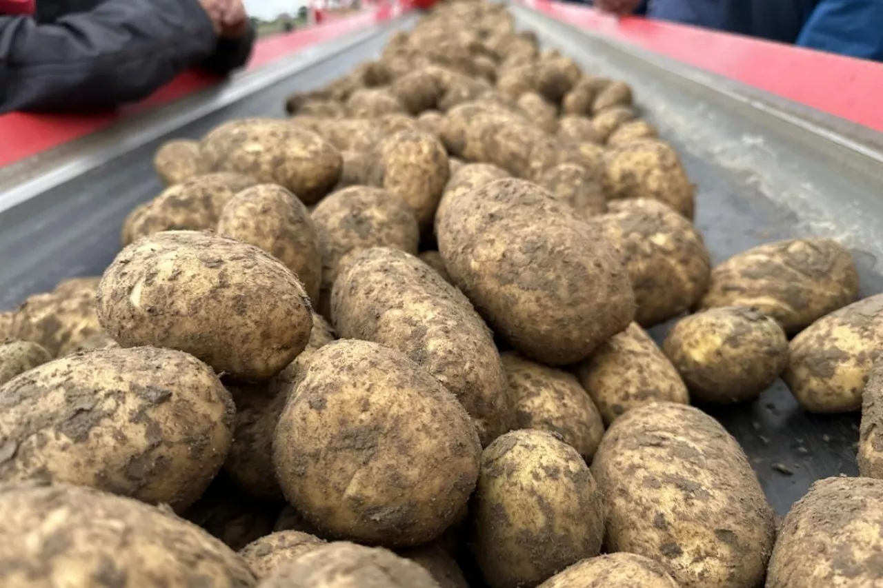Ziemniaki na taśmie transportowej