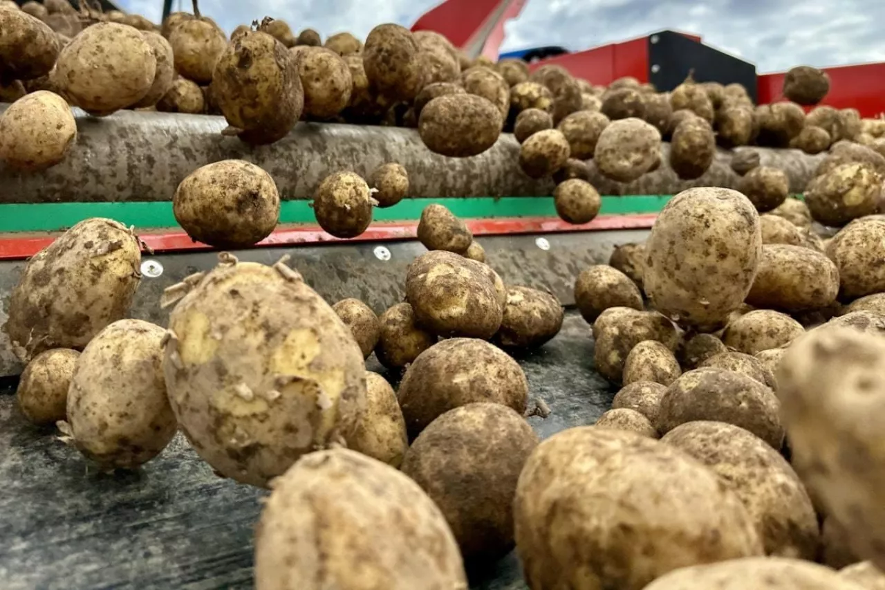 Sortowanie ziemniaków