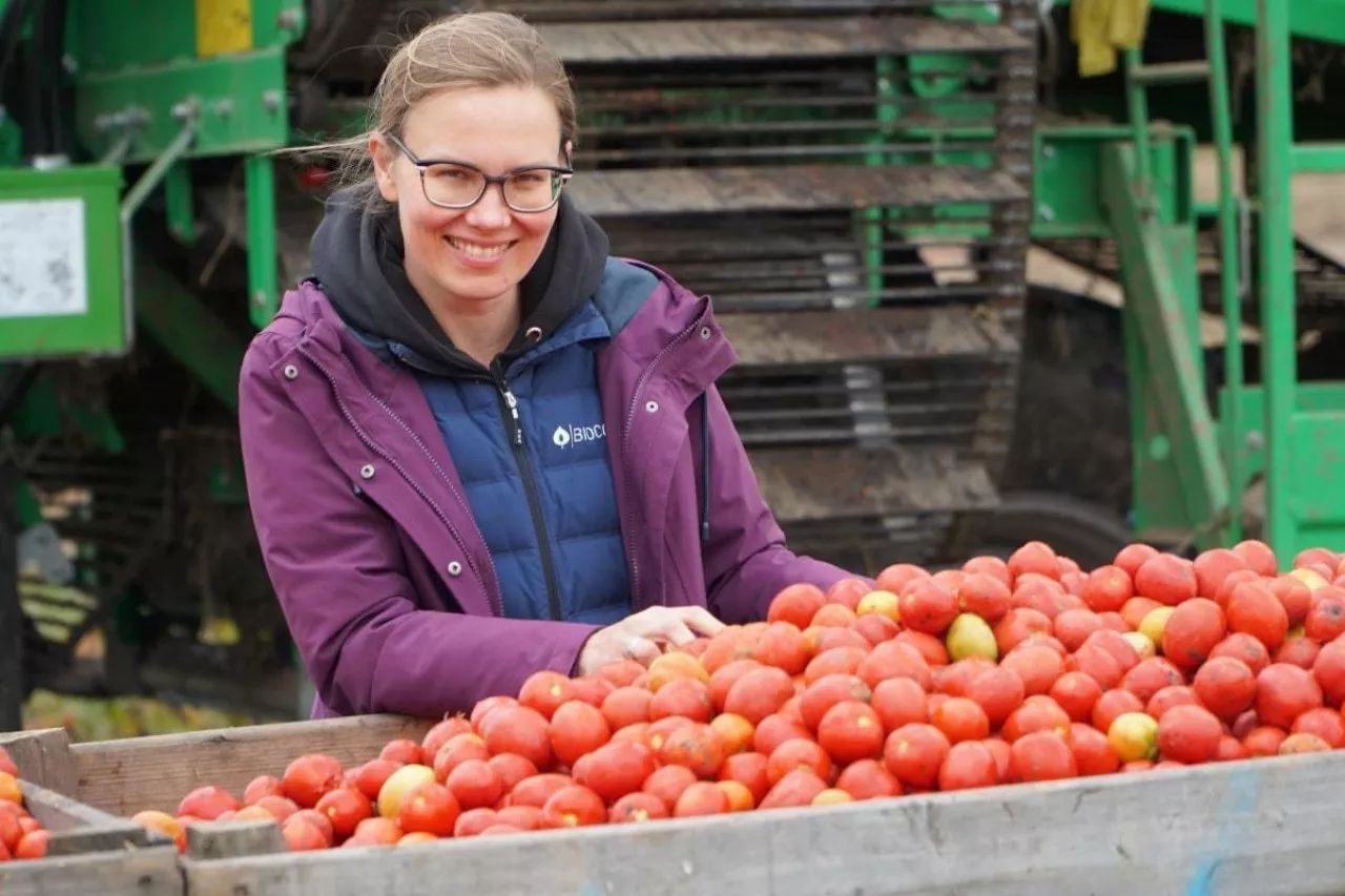 Zbiór pomidorów gruntowych