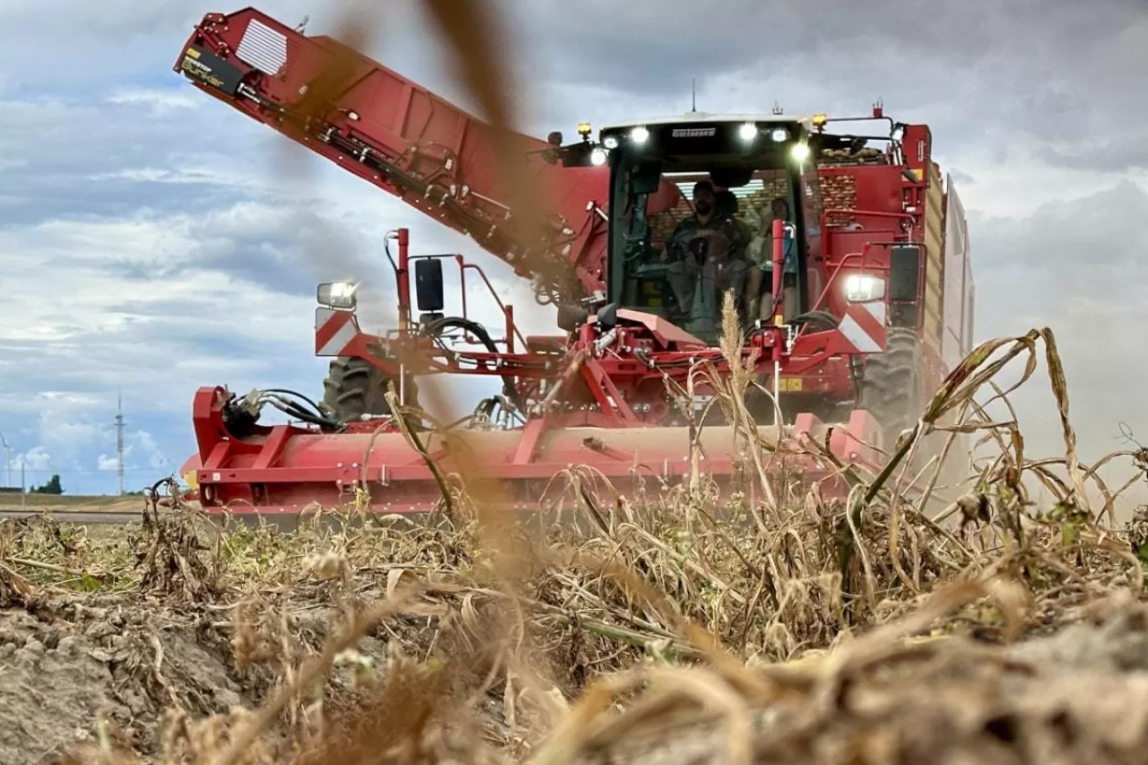 Zbiory ziemniaków kombajnem Grimme