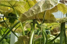 Rośliny ogórka silnie zaatakowane przez przędziorka,