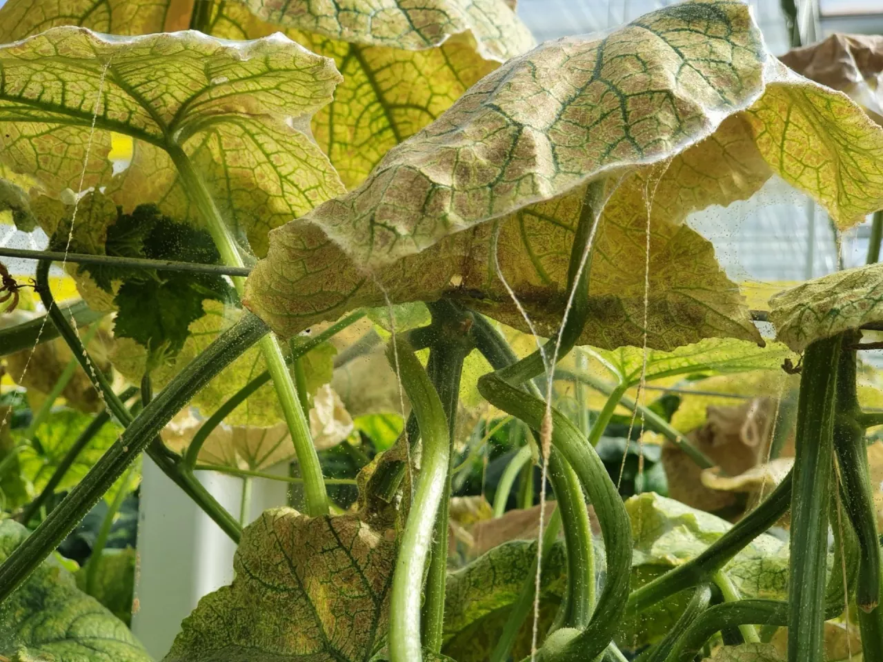 Rośliny ogórka silnie zaatakowane przez przędziorka,