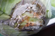 Objawy fuzariozy na główce kapusty,|