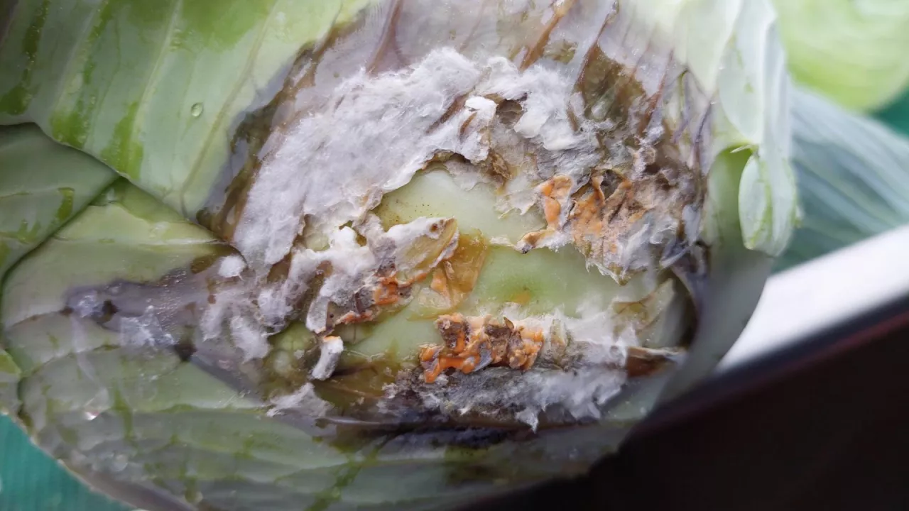 Objawy fuzariozy na główce kapusty,|