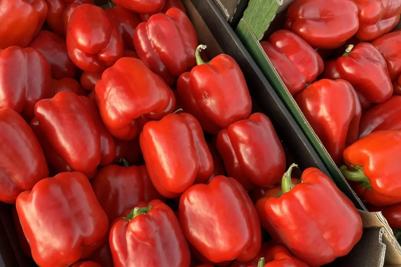 Polska papryka Bronisze