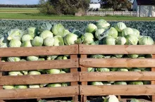 fot. A. Czerwińska-Nowak