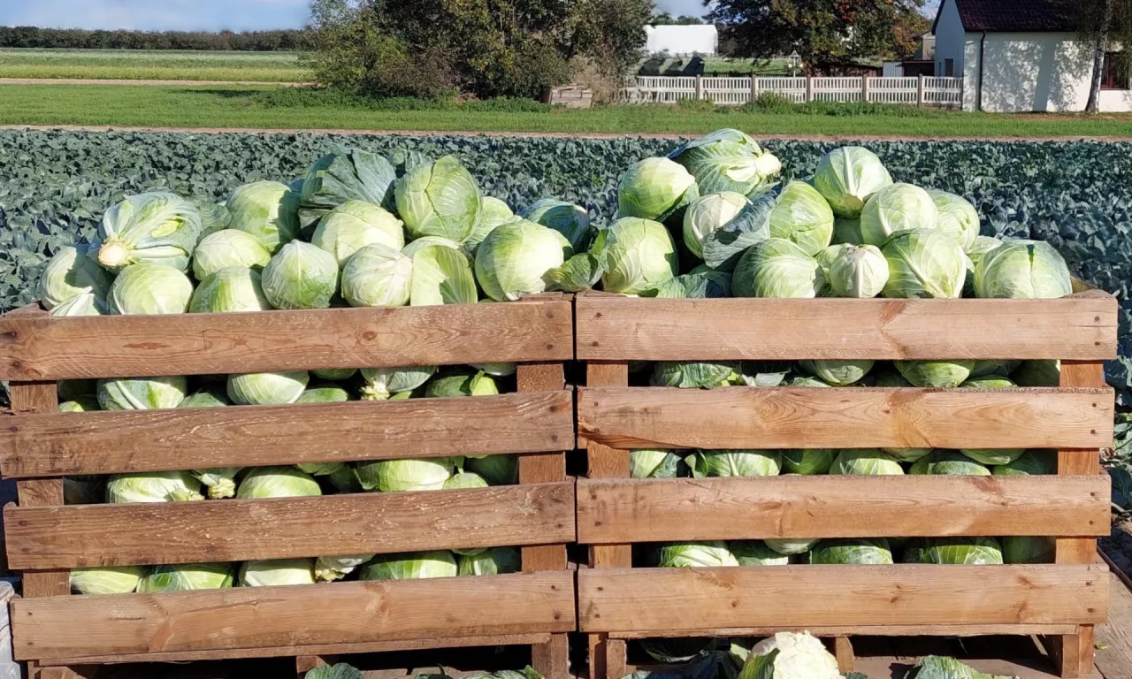 fot. A. Czerwińska-Nowak