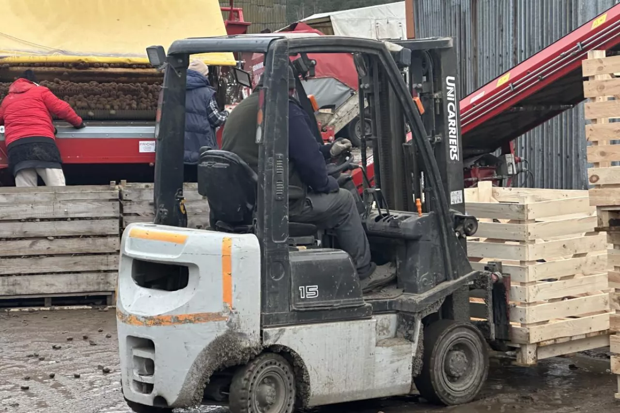 Sortowanie sadzeniaka