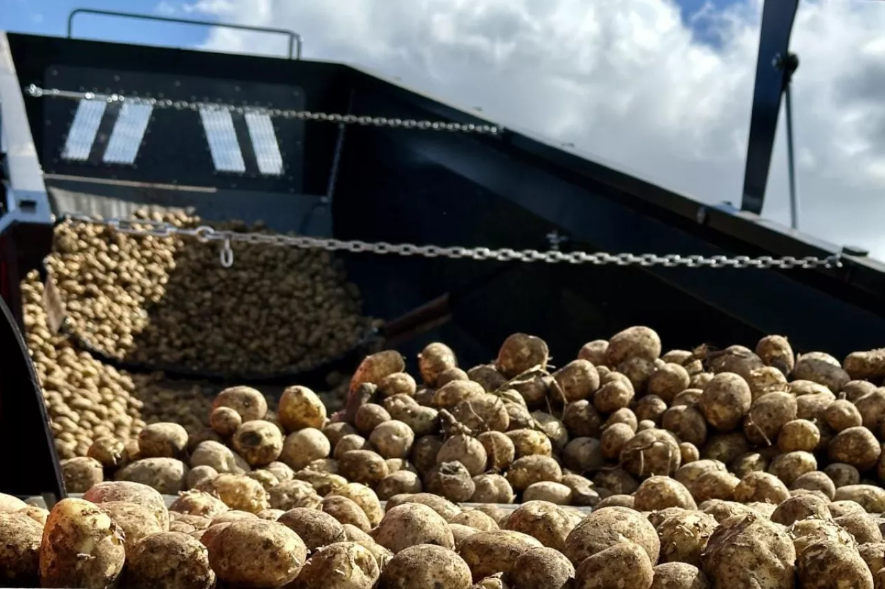 Rozładunek ziemniaków