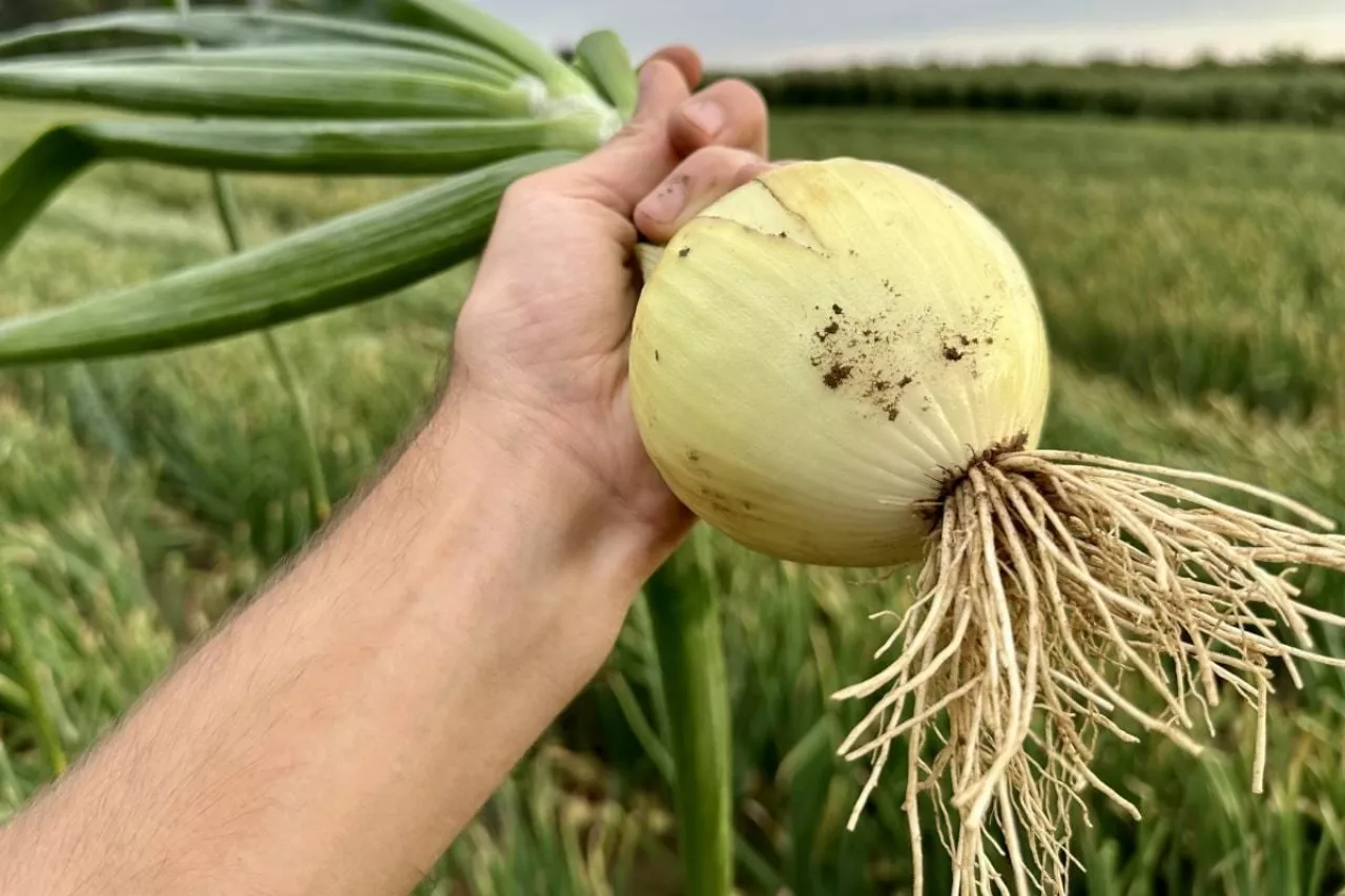 System korzeniowy cebuli