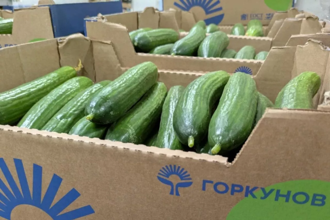 Ogórki importowane z Rosji