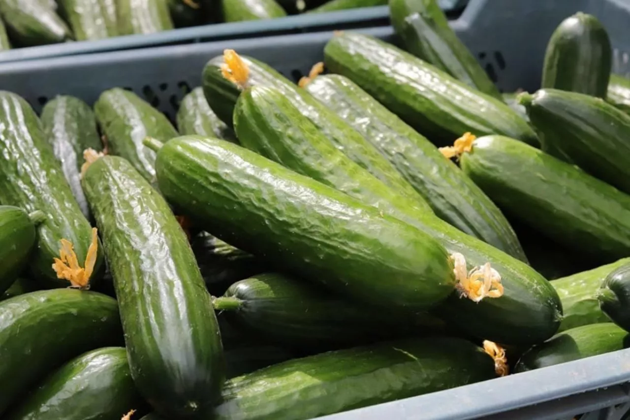 Ogórki szklarniowe w klatkach