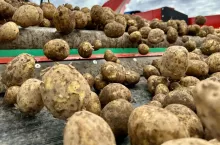 Sortowanie ziemniaków