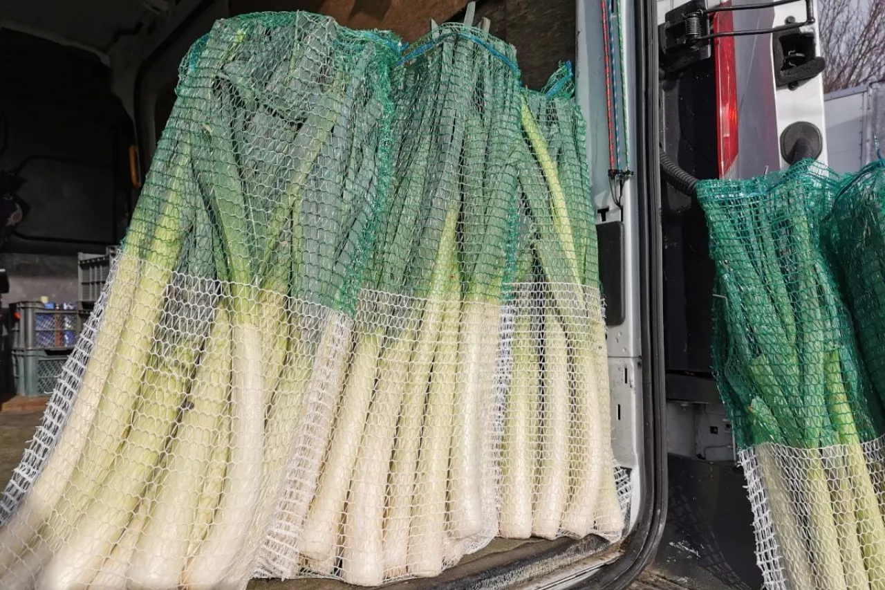 Pory w workach Bronisze