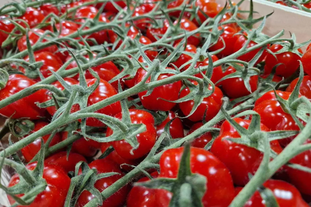 Pomidory koktajlowe w skrzynce