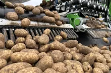 Zbiory ziemniaków w Polsce