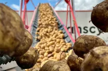 Transport ziemniaków po zbiorach