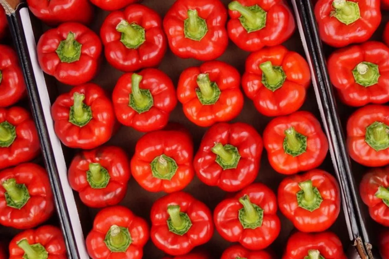 Papryka czerwona w kartonach