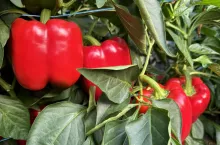 Produkcja papryki w Polsce