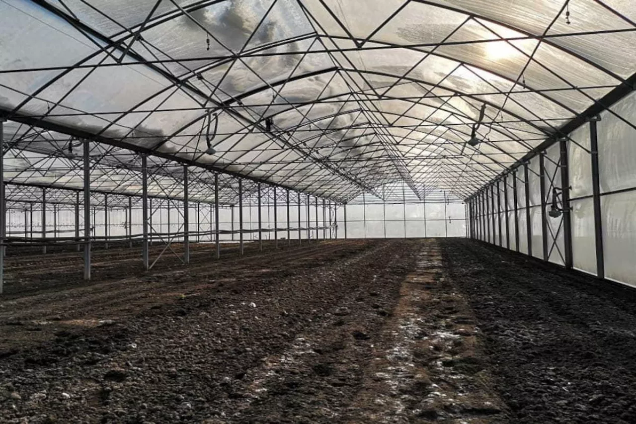 Tunel przygotowany do uprawy