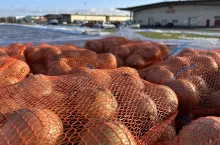 Cebula w workach Bronisze