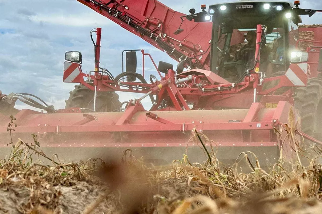 Zbiór ziemniaków kombajnem samojezdnym
