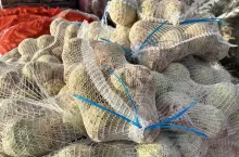 Seler na rynku hurtowym w Broniszach