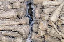 Pietruszka pakowana w worki