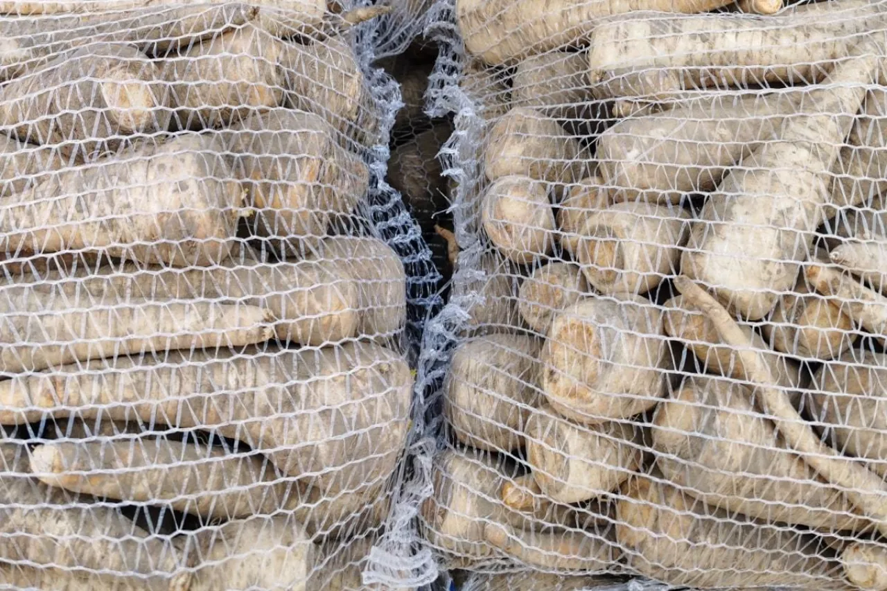 Pietruszka pakowana w worki