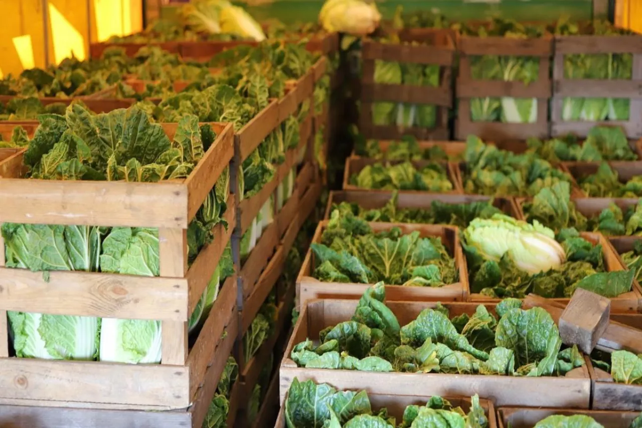 Polska kapusta pekińska w skrzynkach. Wyróżnia ją dobre wybarwienie i wysoka jakość